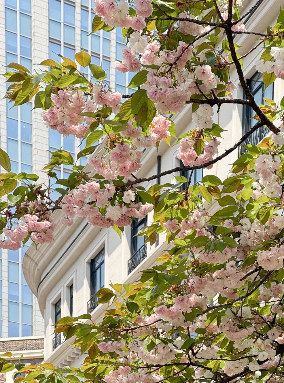 顾村公园樱花 上海春季樱花 顾村公园 上海春天